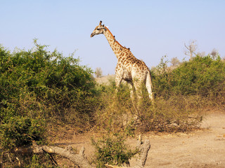 Girafe er oiseaux - Afrique