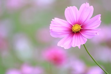 Fototapeta premium コスモス