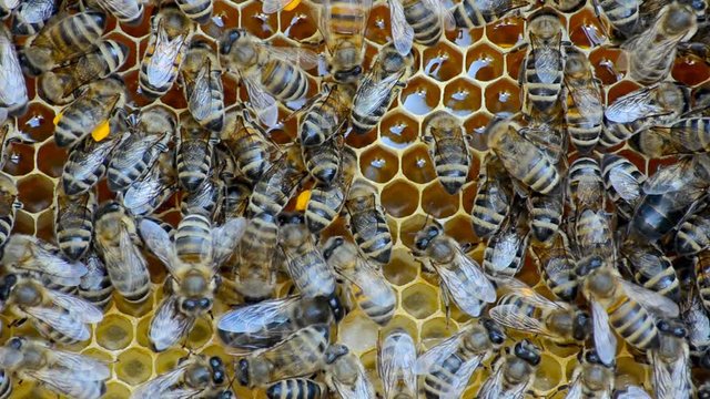 Honey bees and frame in a bee hive.
