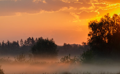 Fototapeta na wymiar Fog in the meadow at dawn.