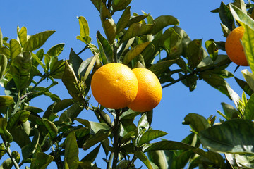 orange tree