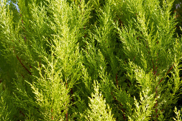 Closeup of cypress tree for background use