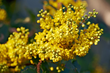 Mahonia pinnata, Mahonie