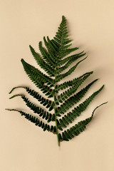 Green leaf of fern on pastel background above