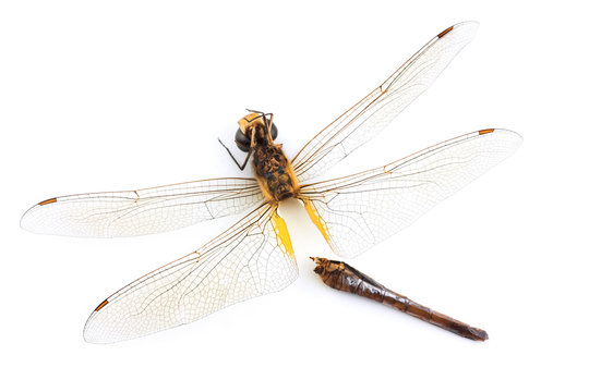 close up of dead dragonfly isolated on white background