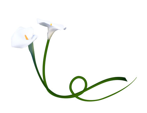 Abstract Floral Background With Calla Flower. Vector Illustratio