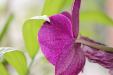 fleur