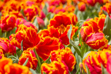 Obraz premium Tulips in Winter Garden