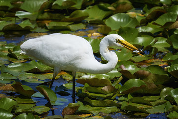 Egret catching fish