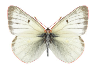 Butterfly Colias tyche (male) on a white background