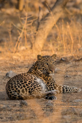 A stare by male leopard from jhalana forest reserve, jaipur