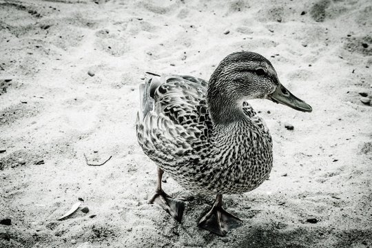 Black and white the duck standing on the sands of Sheep pond, MA, USA.