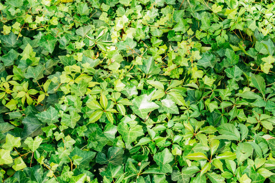 Ivy Texture With Green Natural Leaves