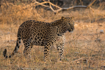 Fototapeta na wymiar A leopard from jhalana forest area, Jaipur