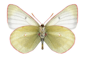 Butterfly Colias tyche (male) (underside) on a white background