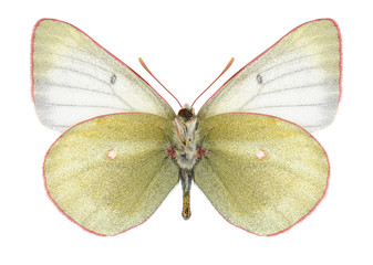Butterfly Colias tyche (male) (underside) on a white background