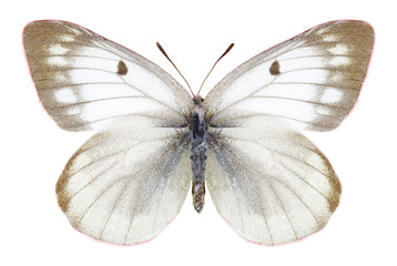 Butterfly Colias tyche (female) on a white background