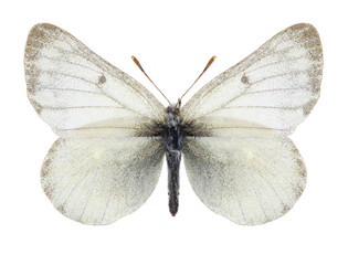 Butterfly Colias nastes streckeri on a white background