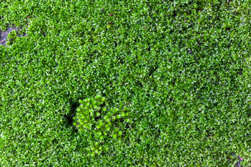 moss background in nature