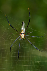 Image of Spider Nephila Maculata, Gaint Long-jawed Orb-weaver (female) in the net. Insect Animal