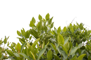 isolated treetop and green leaf