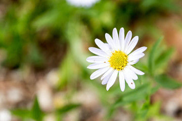 White flower Close Up