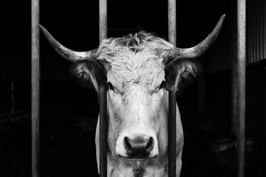 White Gasconne cow in a stable. 