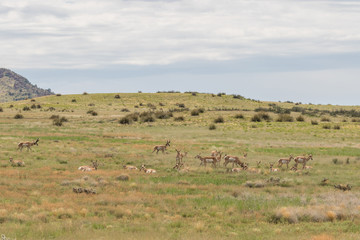 Obraz premium Herd of Pronghorn Antelope in Rut
