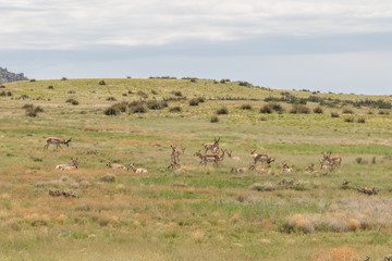 Fototapeta na wymiar Herd of Pronghorn Antelope in Rut