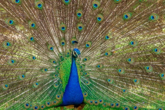 Peacock in the Park