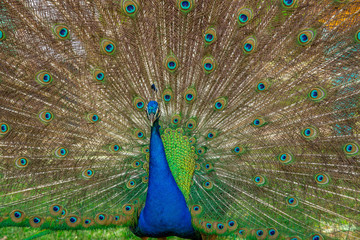 Naklejka premium Peacock in the Park