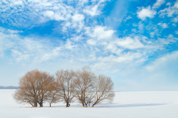 Fototapeta na wymiar field and trees in the snow and sky