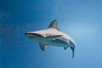 Fototapeta premium A picturesque view of a shark in motion taking a turn