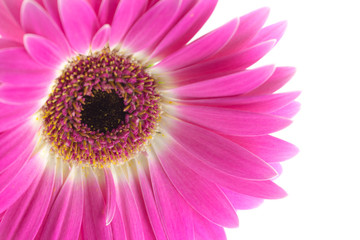 Petali  di gerbera fucsia