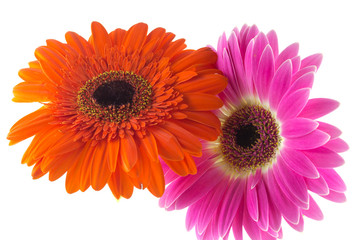 Gerbere rossa e fucsia