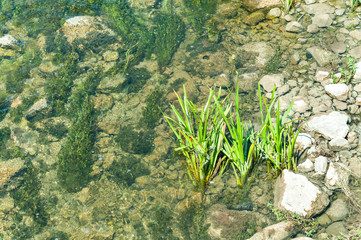 Vegetation plants in the rover water with rocky shoreline on natural light view from above.