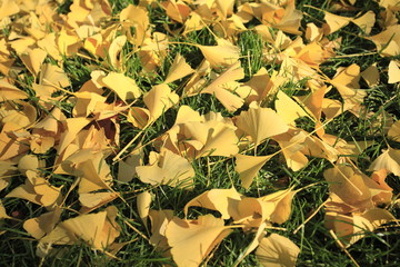 In autumn, the gingko tree leaves, in the shape of fan, turn into beautiful golden color.