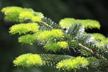 New pine leaves in Spring, in Kew Gardens, London