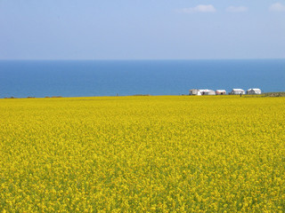 Blooming rapeseed flowers along the Qinghai Lake, China