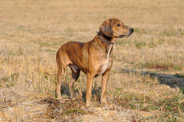 Segugio Maremmano, Italian hunting dog.
