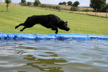 schwarzer Labrador Retriever springt voller Freude in den Pool im Garten