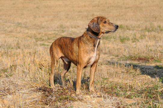 Segugio Maremmano, Italian hunting dog.