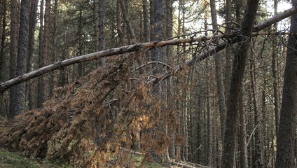 Árbol caído