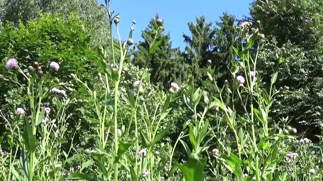 Creeping thistle or pink sow-thistle. Bloosoming Cirsium arvense panorama motion camera video footage