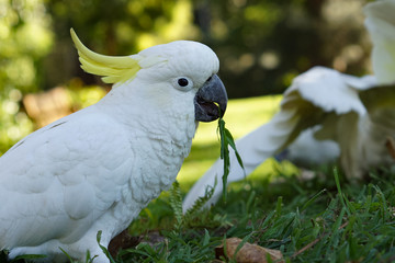cockatoo eating in garden