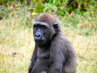Gorille