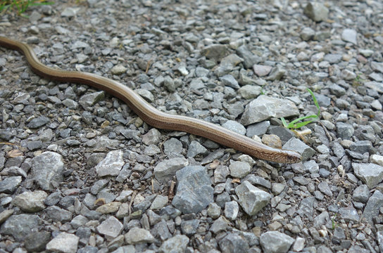 Blindschleiche