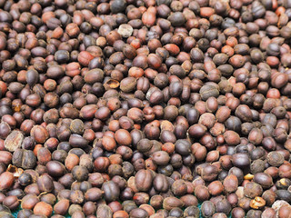 Dried coffee beans