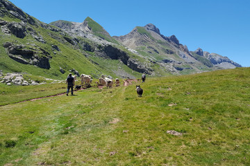 The shepherd walk behind the cow on a mountainside in Pyrenees lake ossau in france