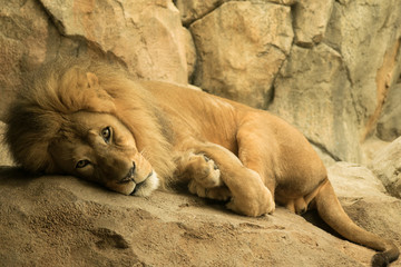 Naklejka premium Young Male Lion